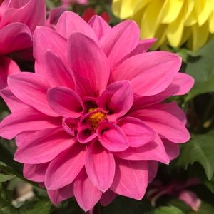 Meet your Posher, Abby